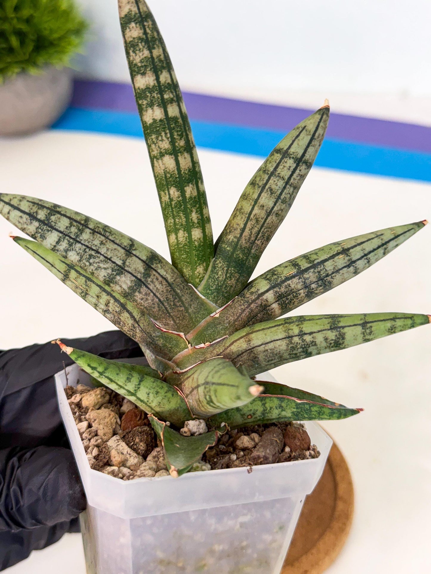 Sansevieria Pink Hand (ca1) (g) | Rare Hybrids