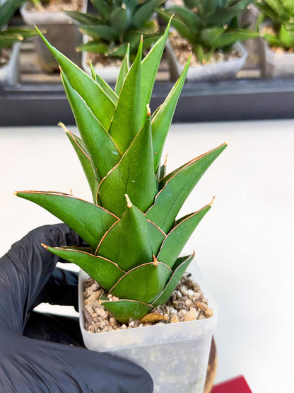 Sansevieria Tower Blue (ca1) (r) | Hybrid