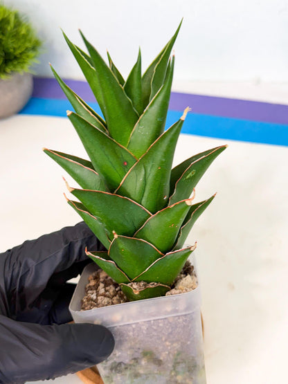 Sansevieria Tower Blue (ca1) (r) | Hybrid