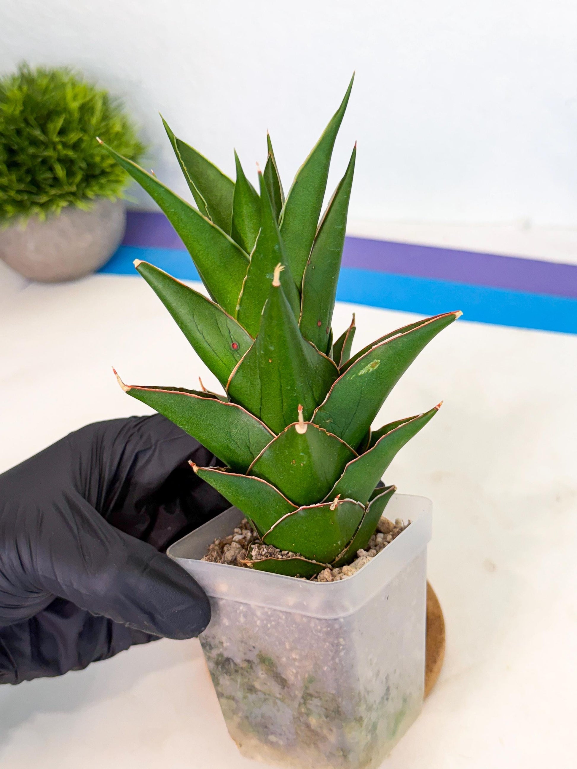 Sansevieria Tower Blue (ca1) (r) | Hybrid