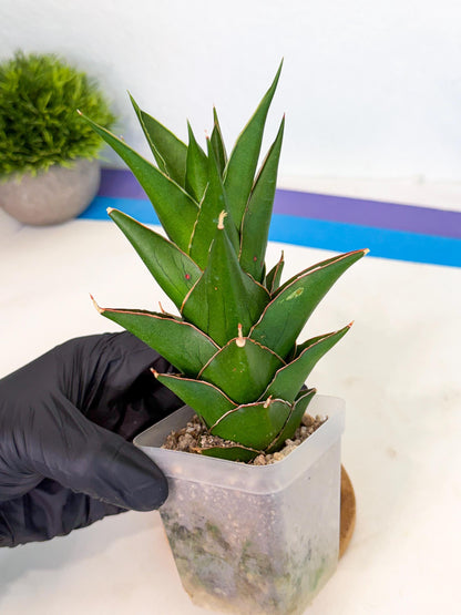 Sansevieria Tower Blue (ca1) (r) | Hybrid