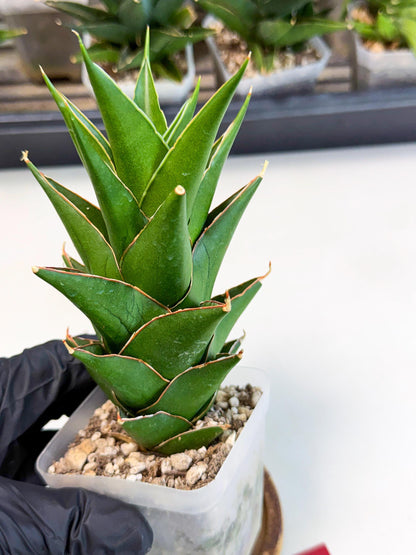 Sansevieria Tower Blue (ca1) (r) | Hybrid