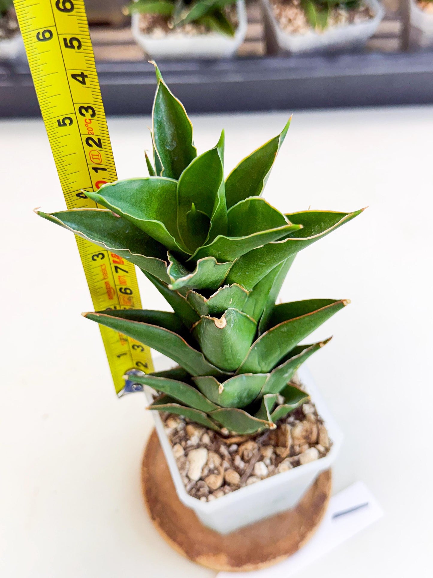Sansevieria Tower Blue (ca1) (1) | Hybrid