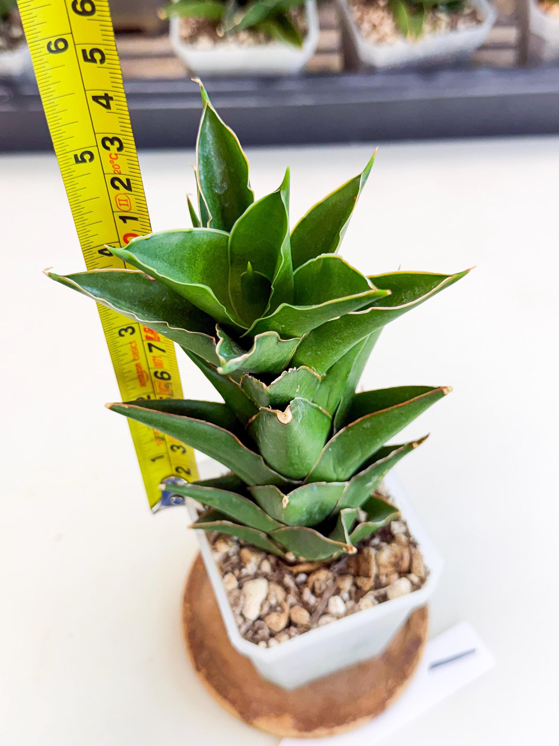 Sansevieria Tower Blue (ca1) (1) | Hybrid