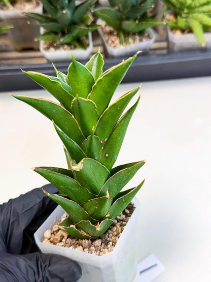 Sansevieria Tower Blue (ca1) (1) | Hybrid