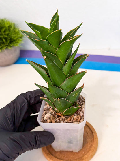 Sansevieria Tower Blue (ca1) (1) | Hybrid