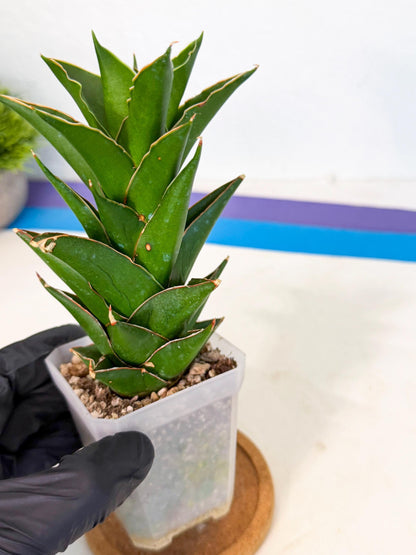 Sansevieria Tower Blue (ca1) (1) | Hybrid