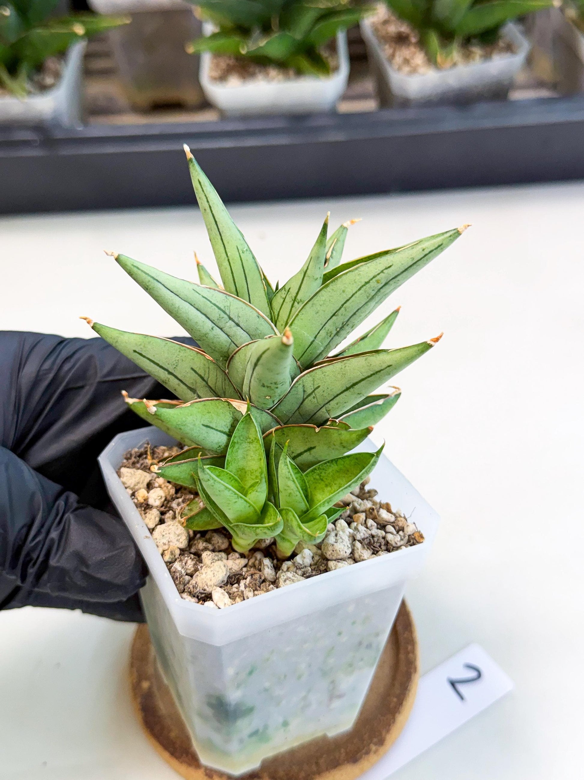 Sansevieria Protron (cj4) (3) | Rare Import