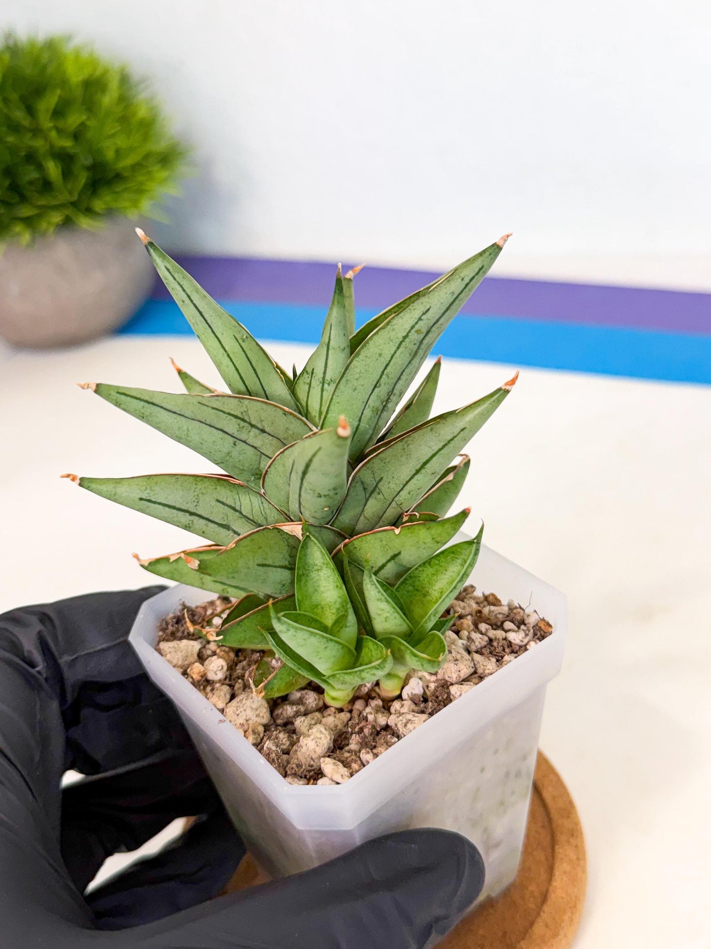 Sansevieria Protron (cj4) (3) | Rare Import