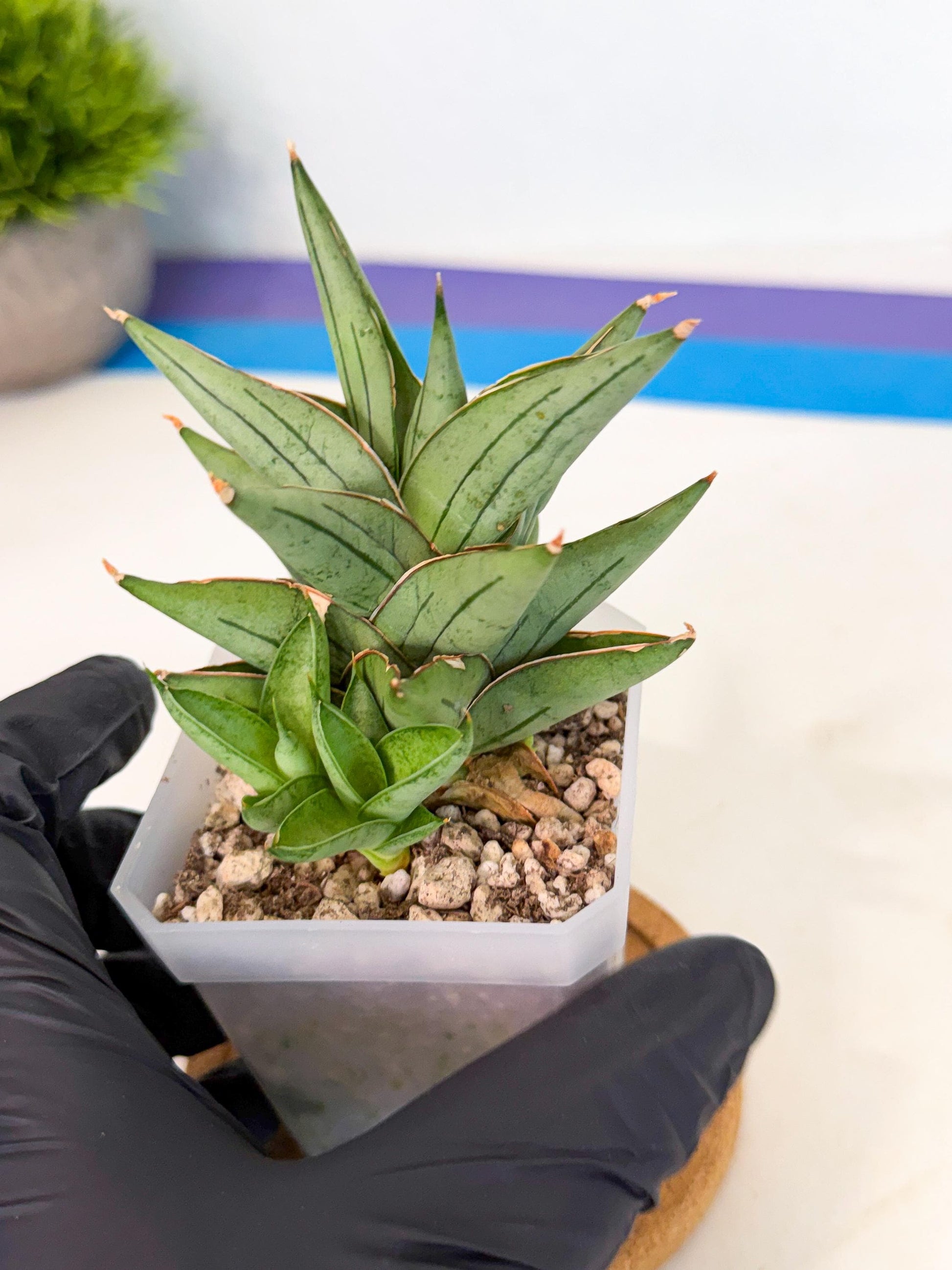 Sansevieria Protron (cj4) (3) | Rare Import