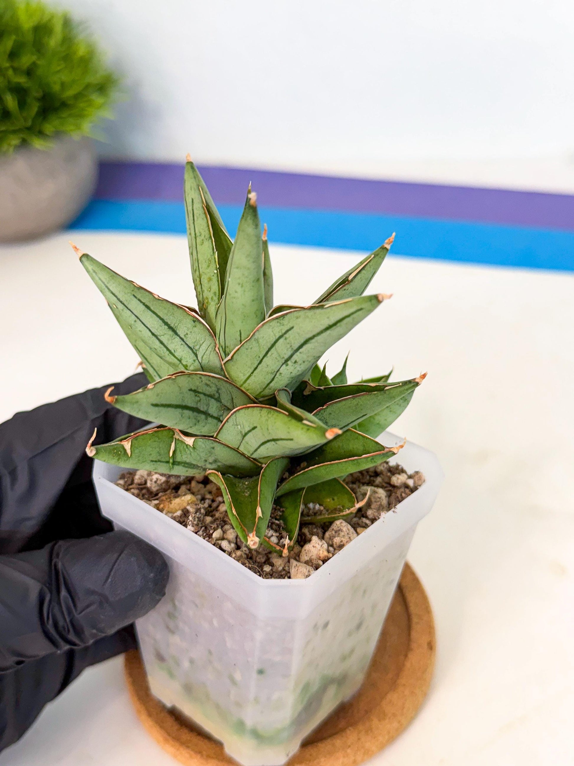 Sansevieria Protron (cj4) (3) | Rare Import