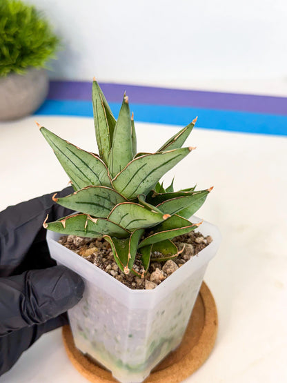 Sansevieria Protron (cj4) (3) | Rare Import