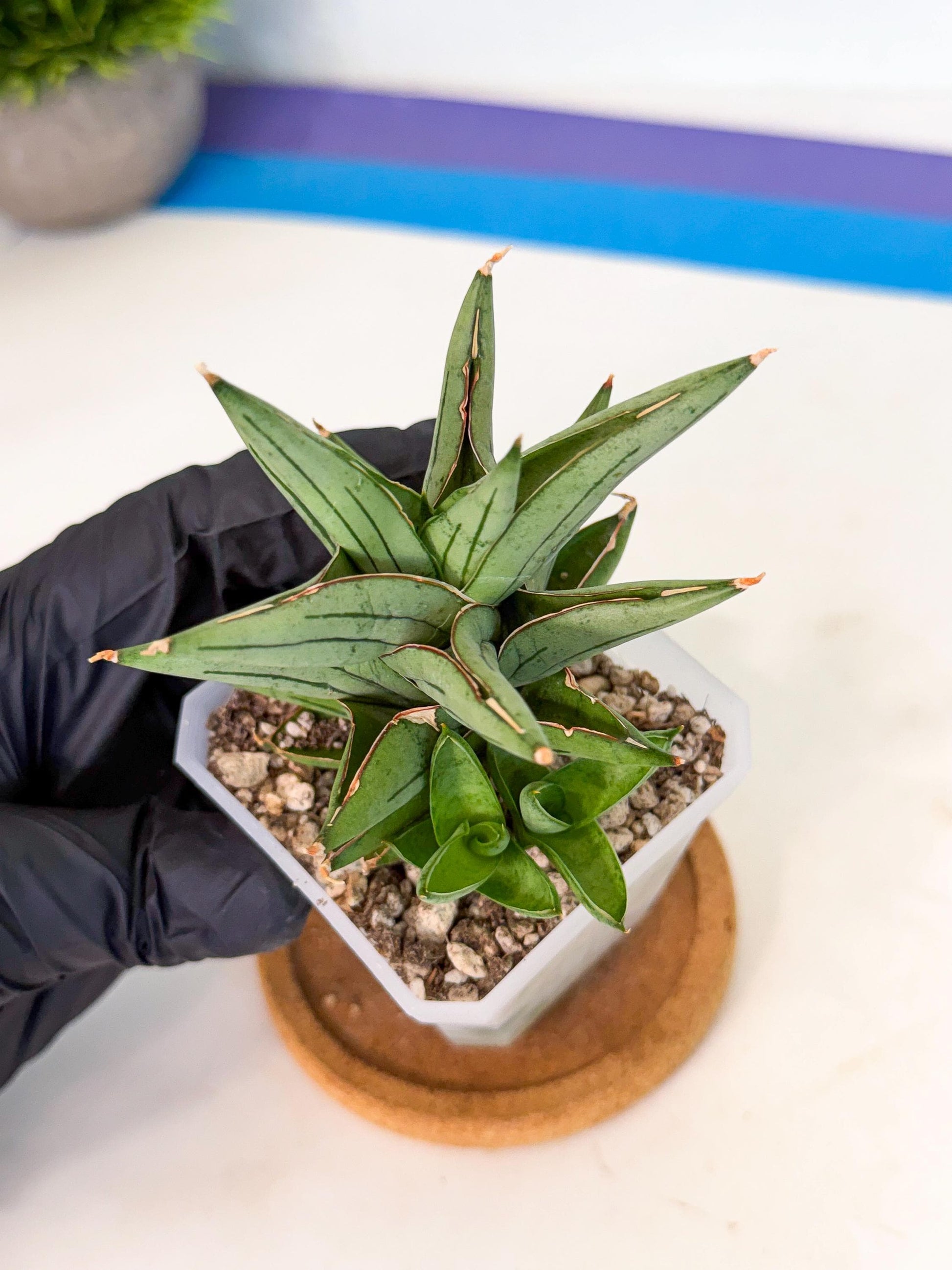 Sansevieria Protron (cj4) (3) | Rare Import