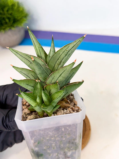 Sansevieria Protron (cj4) (3) | Rare Import