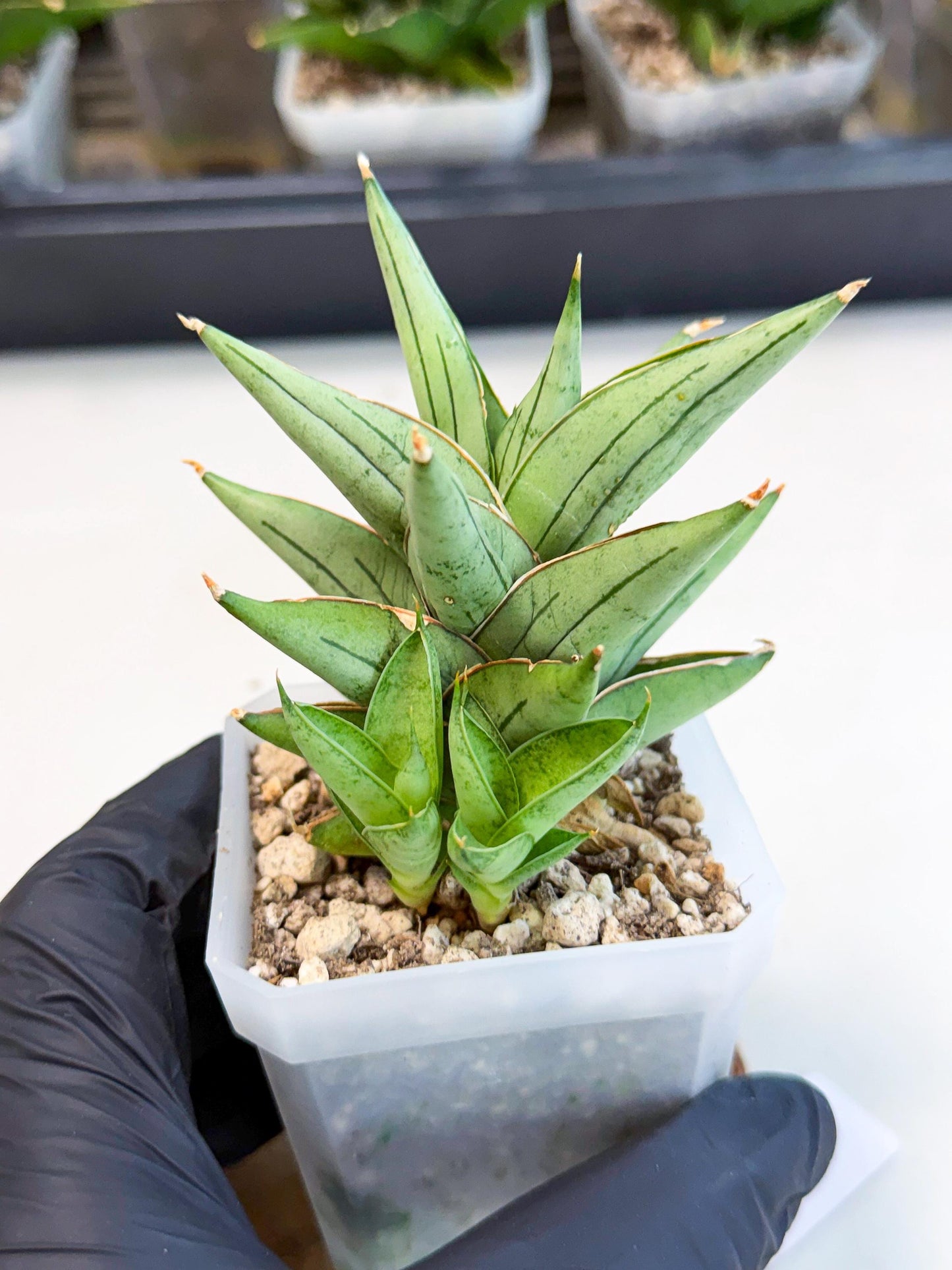 Sansevieria Protron (cj4) (3) | Rare Import