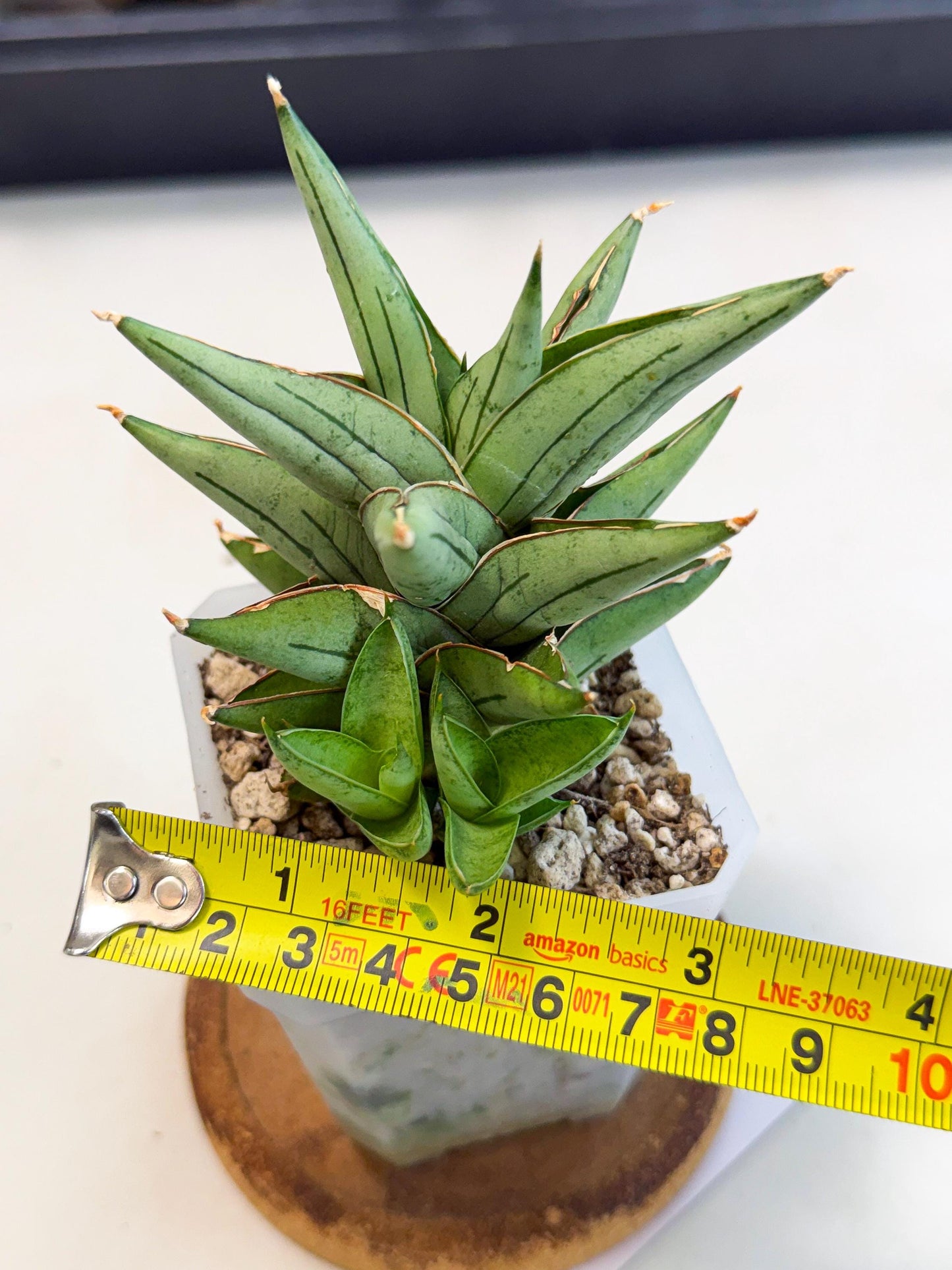 Sansevieria Protron (cj4) (3) | Rare Import