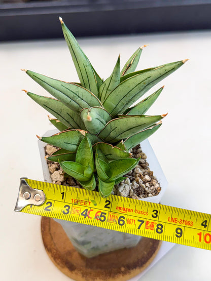 Sansevieria Protron (cj4) (3) | Rare Import