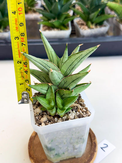 Sansevieria Protron (cj4) (3) | Rare Import