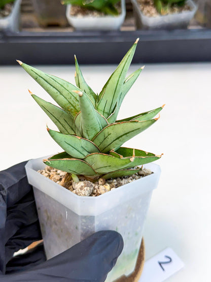 Sansevieria Protron (cj4) (3) | Rare Import
