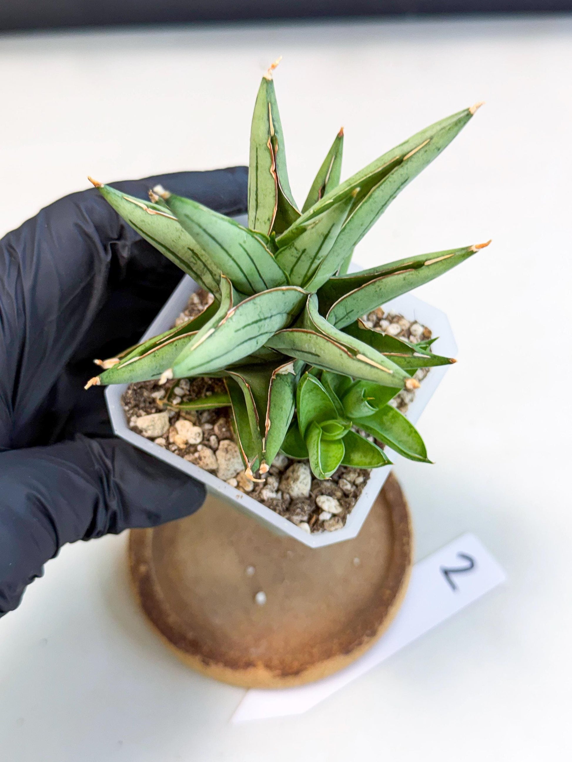 Sansevieria Protron (cj4) (3) | Rare Import