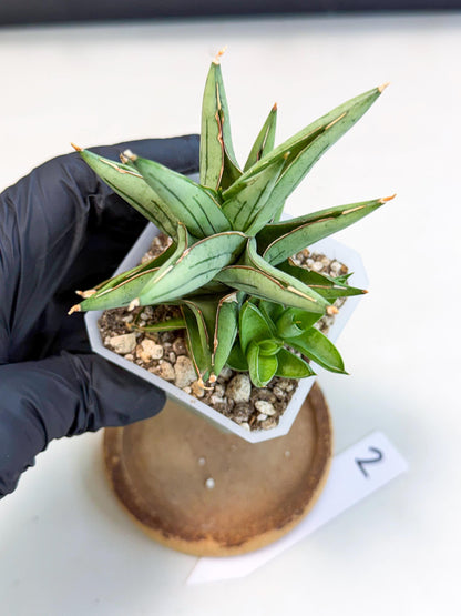 Sansevieria Protron (cj4) (3) | Rare Import