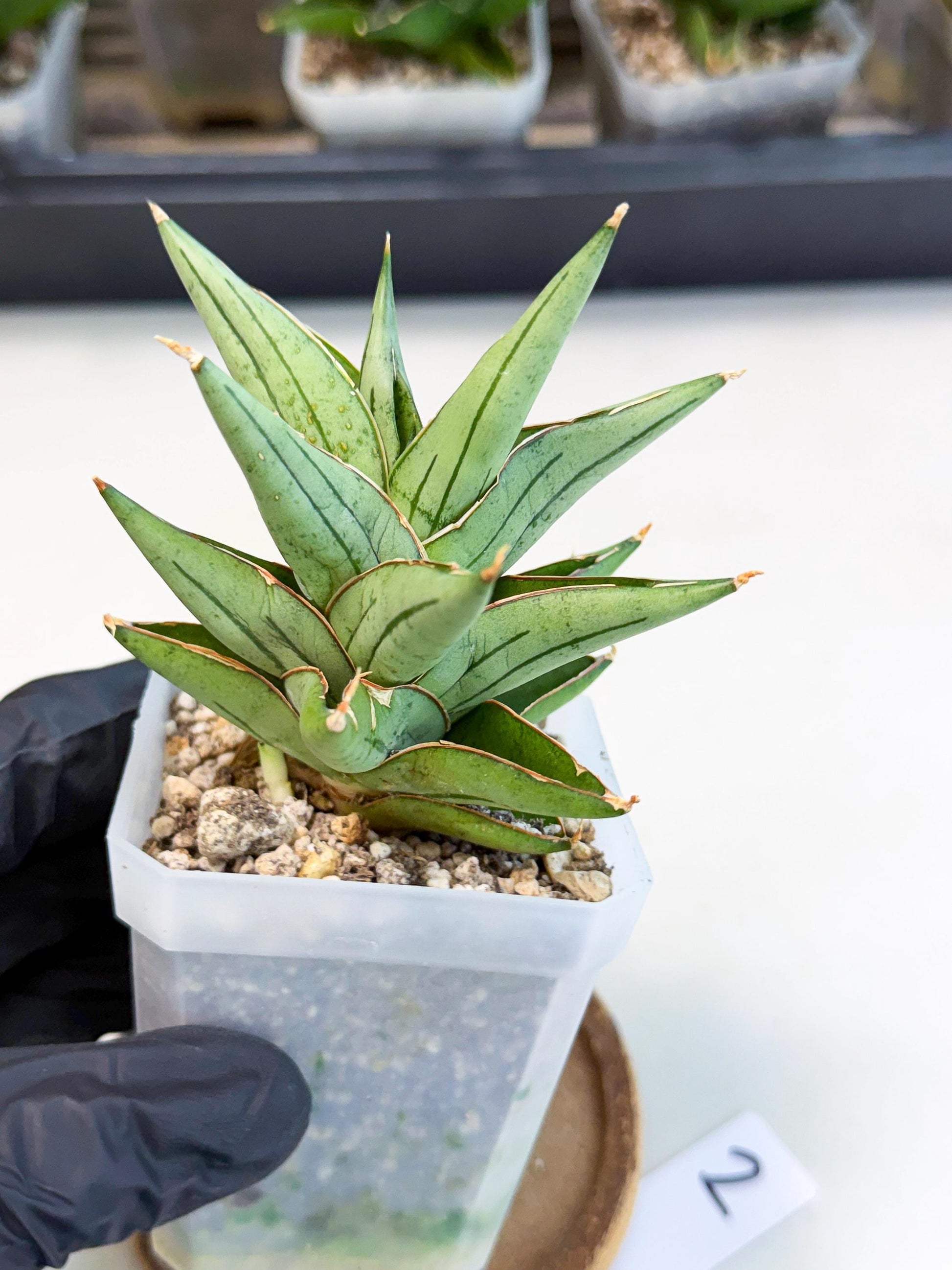 Sansevieria Protron (cj4) (3) | Rare Import