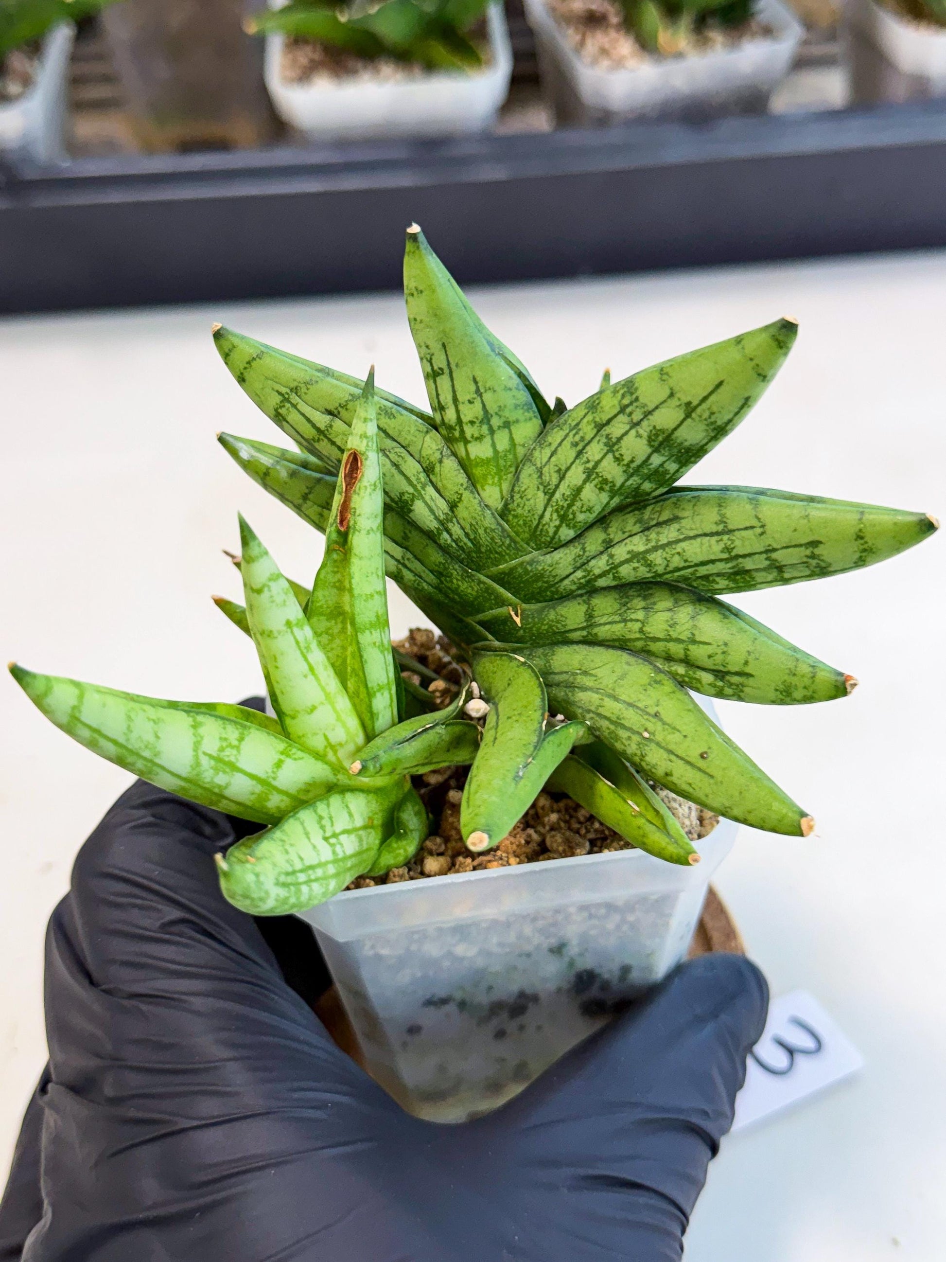 Sansevieria Mini Gold (ca1) (3) | Rare Hybrids