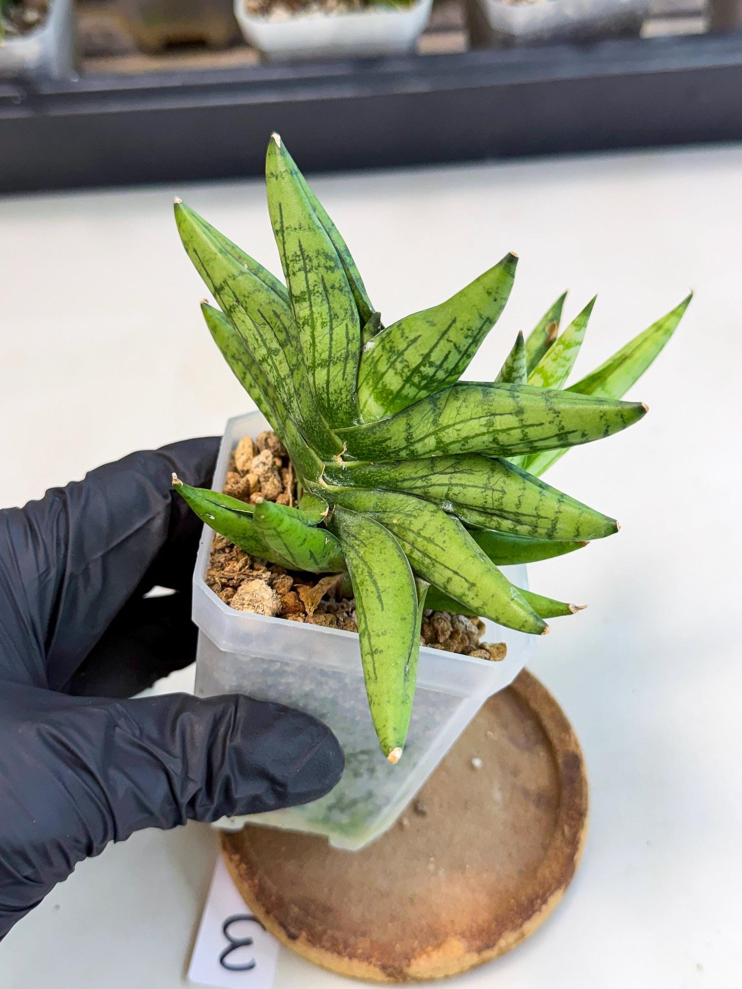 Sansevieria Mini Gold (ca1) (3) | Rare Hybrids