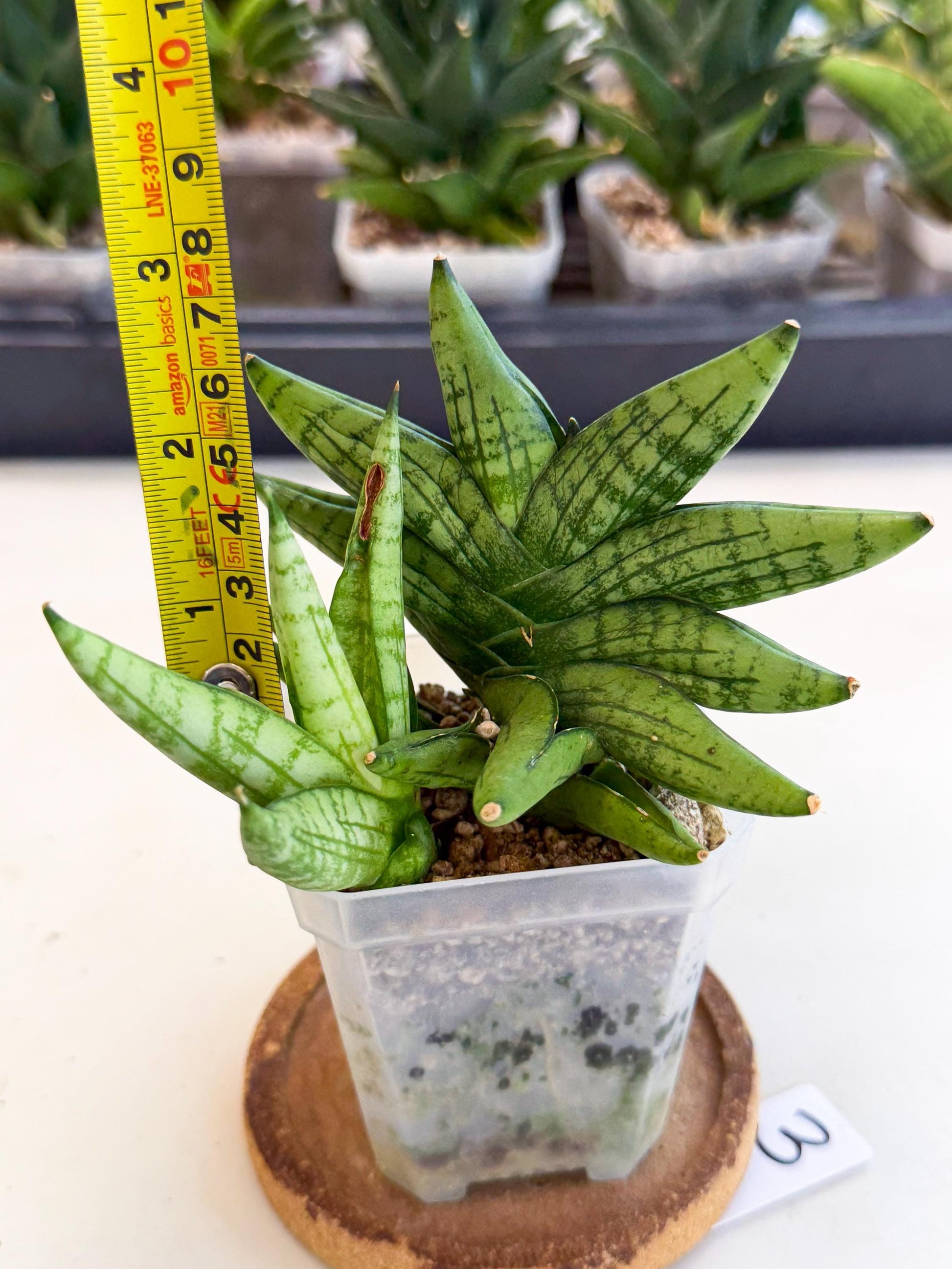 Sansevieria Mini Gold (ca1) (3) | Rare Hybrids
