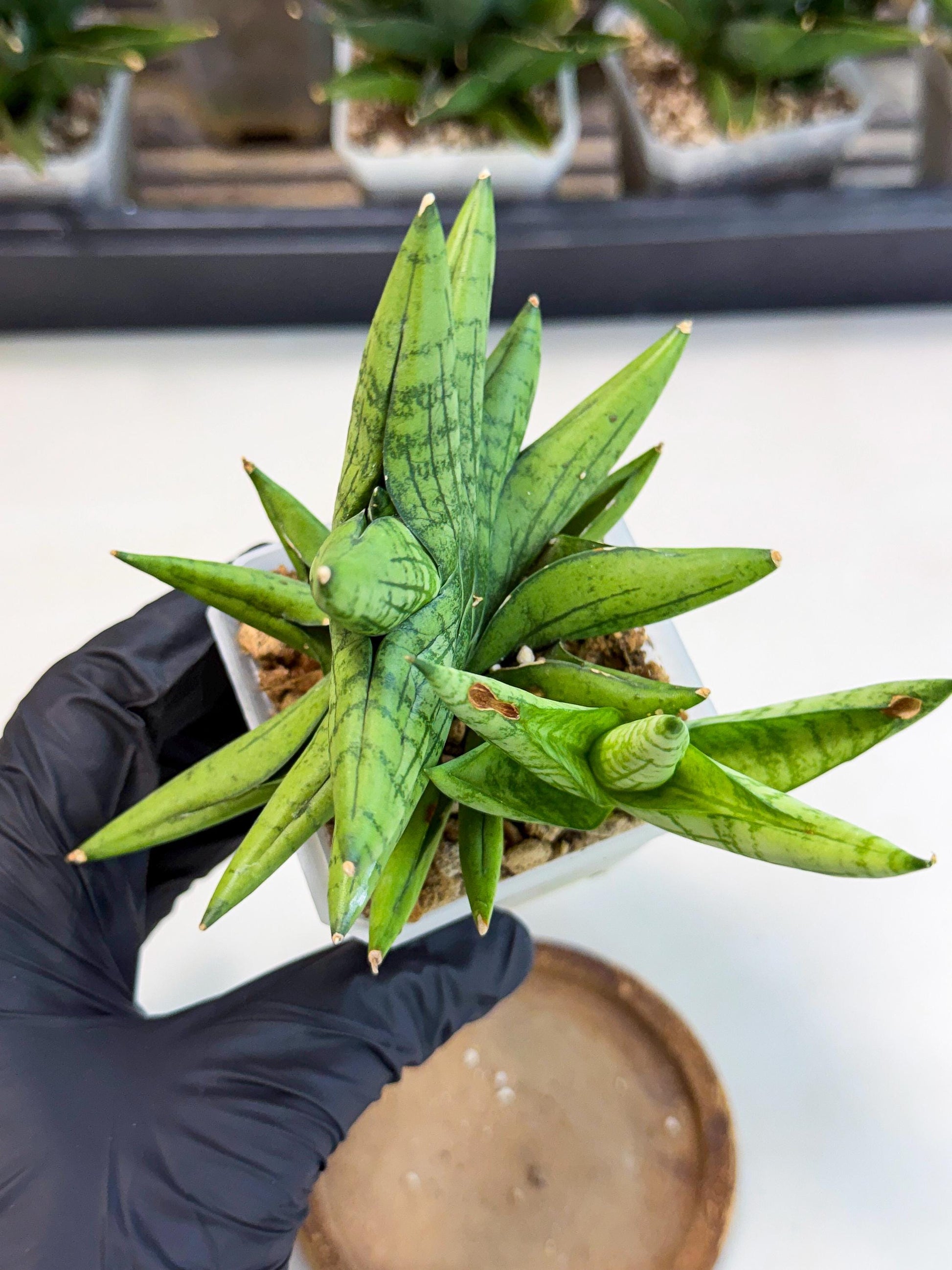 Sansevieria Mini Gold (ca1) (3) | Rare Hybrids