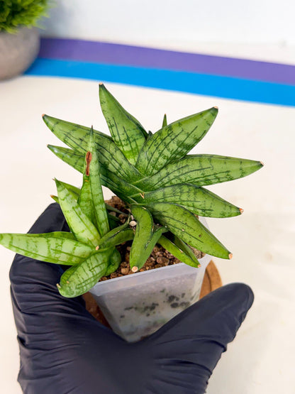 Sansevieria Mini Gold (ca1) (3) | Rare Hybrids