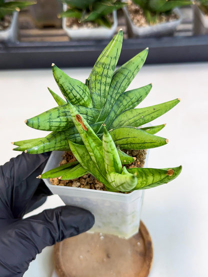 Sansevieria Mini Gold (ca1) (3) | Rare Hybrids