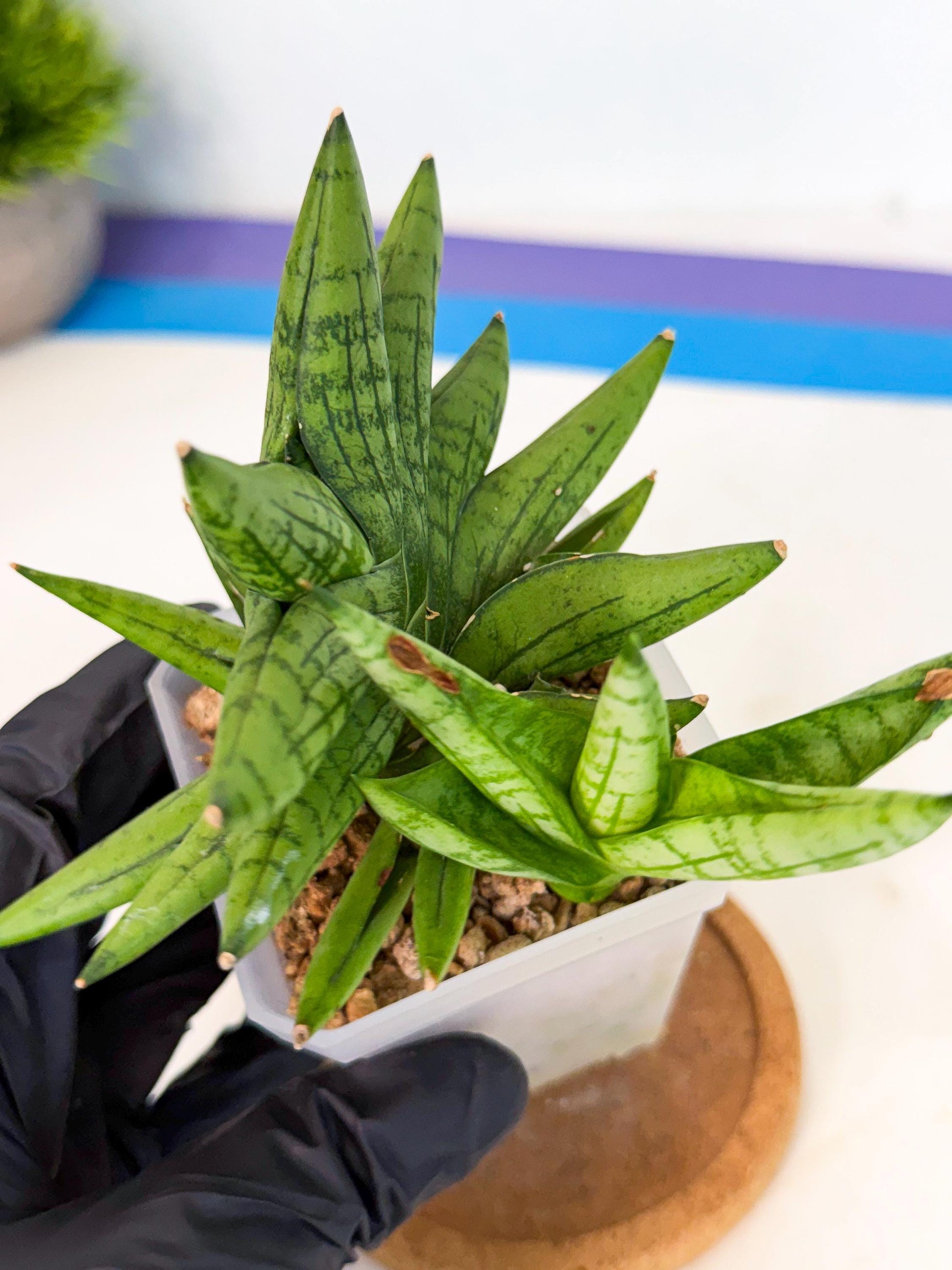 Sansevieria Mini Gold (ca1) (3) | Rare Hybrids