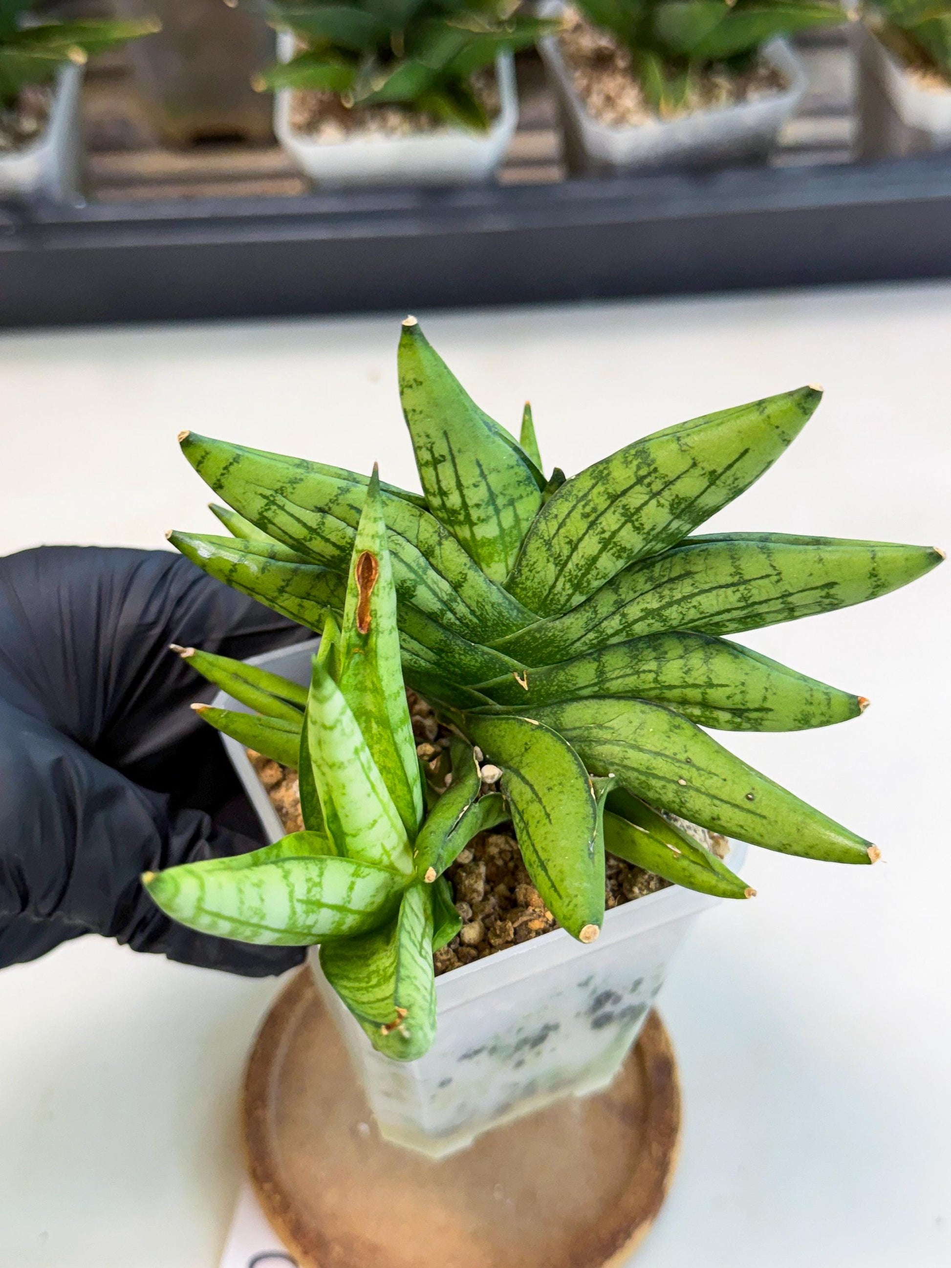 Sansevieria Mini Gold (ca1) (3) | Rare Hybrids