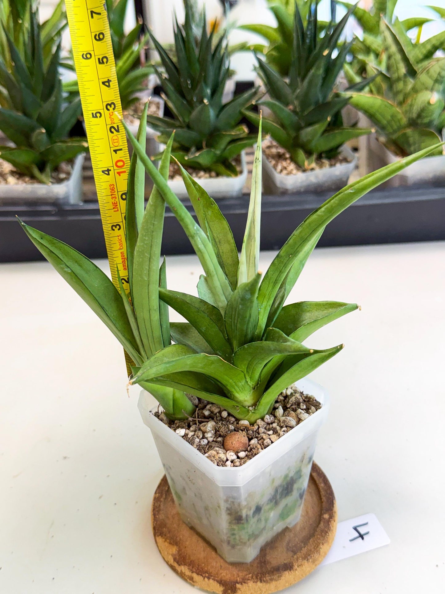 Sansevieria Manee Thewee (ca1) (4) | Imported