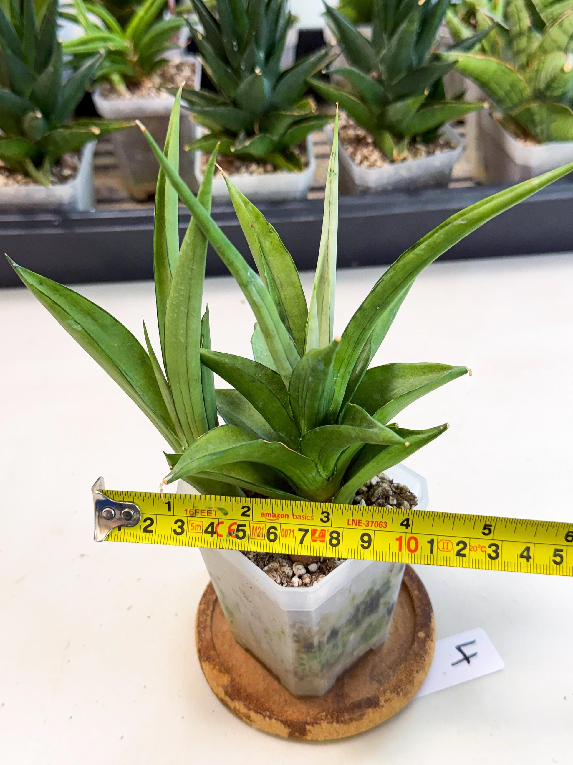 Sansevieria Manee Thewee (ca1) (4) | Imported