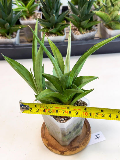 Sansevieria Manee Thewee (ca1) (4) | Imported