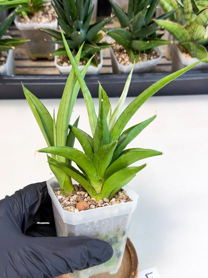Sansevieria Manee Thewee (ca1) (4) | Imported