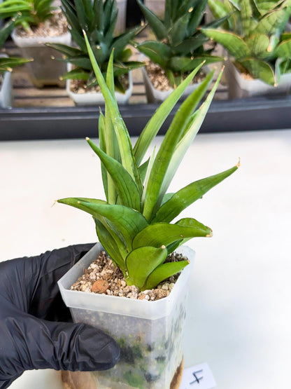 Sansevieria Manee Thewee (ca1) (4) | Imported