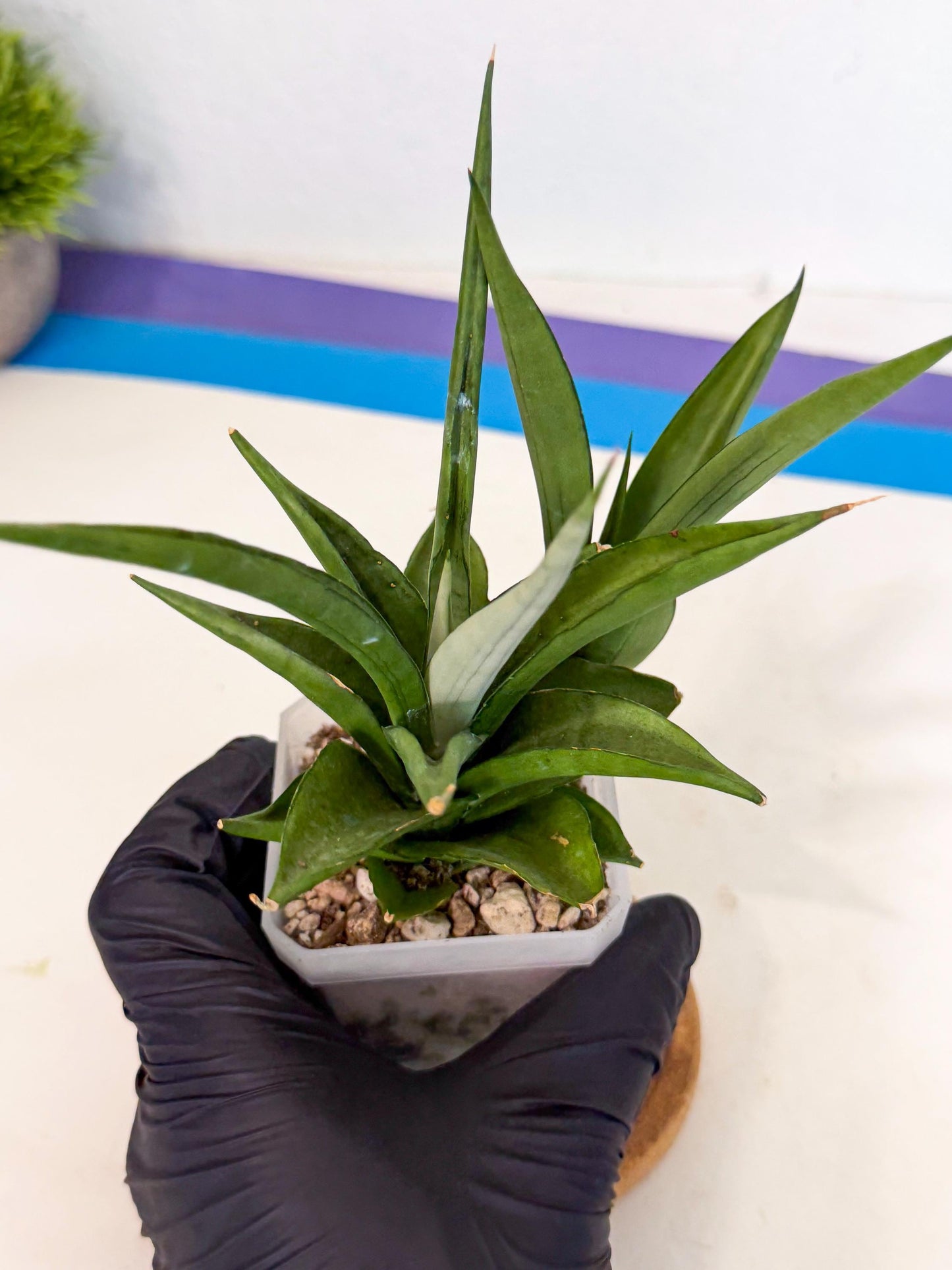 Sansevieria Manee Thewee (ca1) (4) | Imported