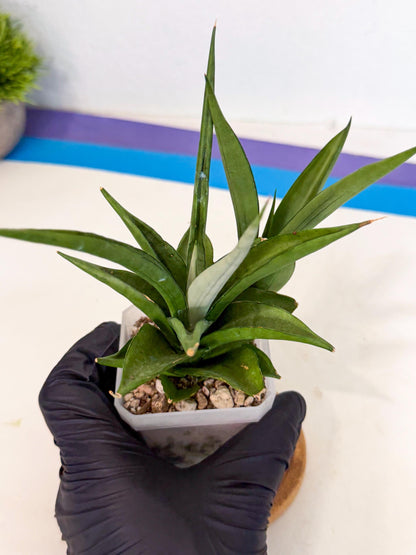 Sansevieria Manee Thewee (ca1) (4) | Imported