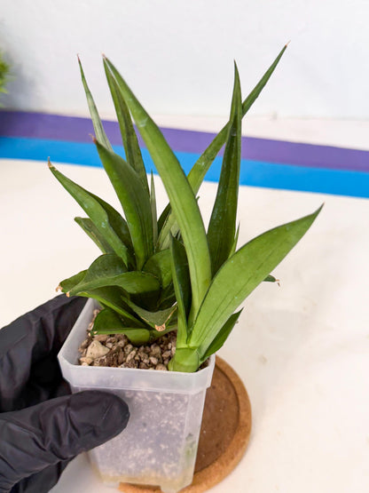 Sansevieria Manee Thewee (ca1) (4) | Imported
