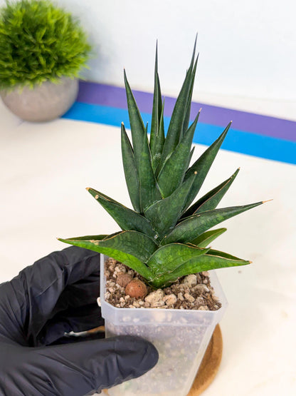 Sansevieria Boo (Ca1) (5) | Imported Plant
