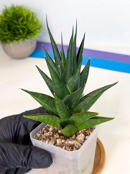 Sansevieria Boo (Ca1) (5) | Imported Plant