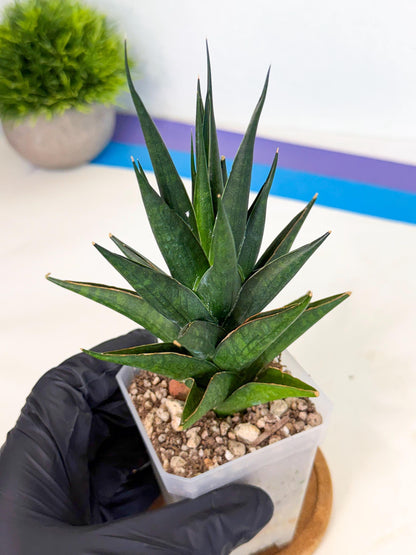 Sansevieria Boo (Ca1) (5) | Imported Plant