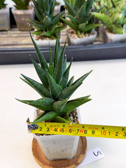Sansevieria Boo (Ca1) (5) | Imported Plant
