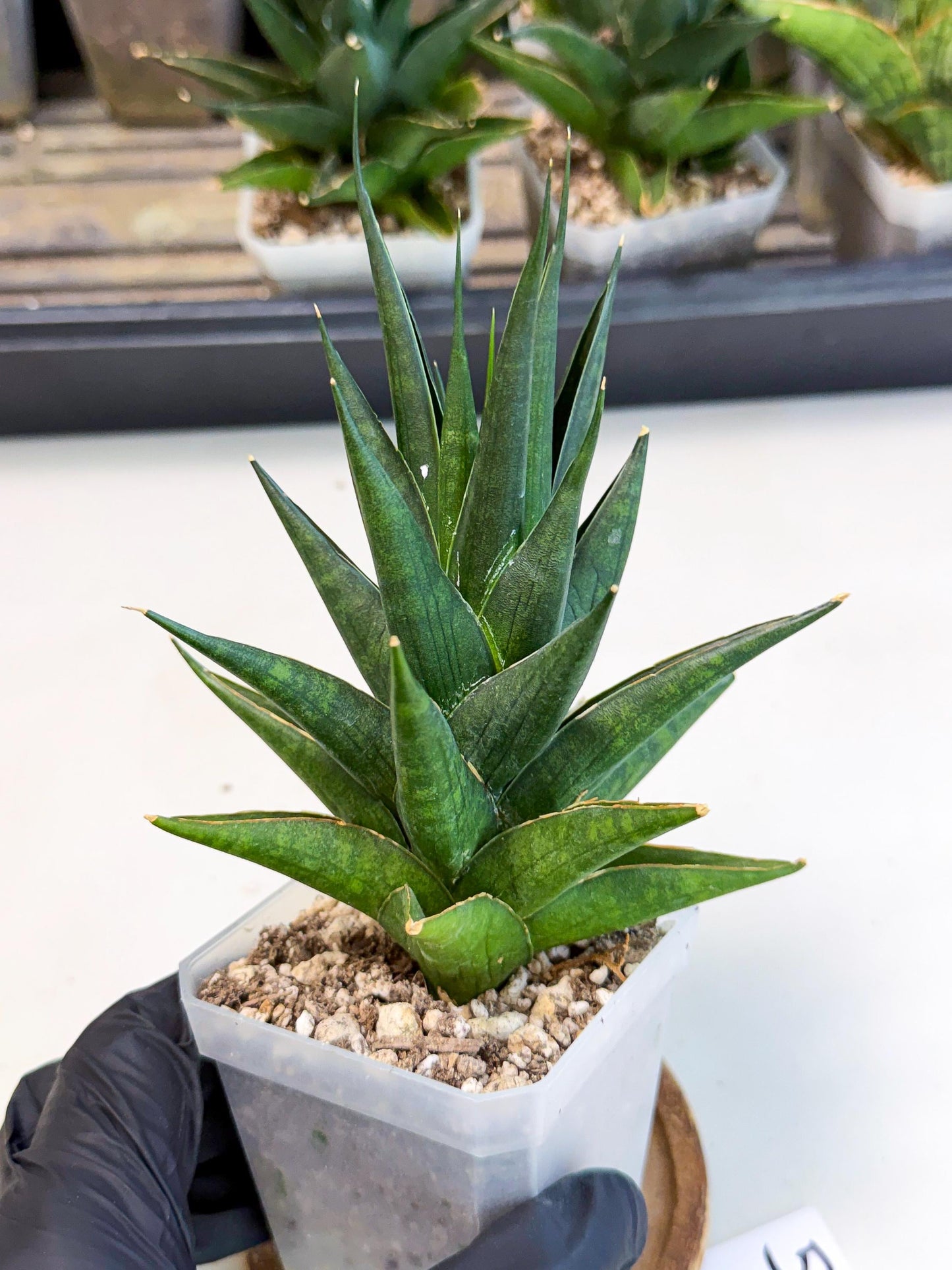 Sansevieria Boo (Ca1) (5) | Imported Plant