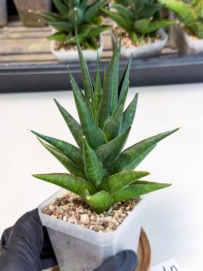 Sansevieria Boo (Ca1) (5) | Imported Plant