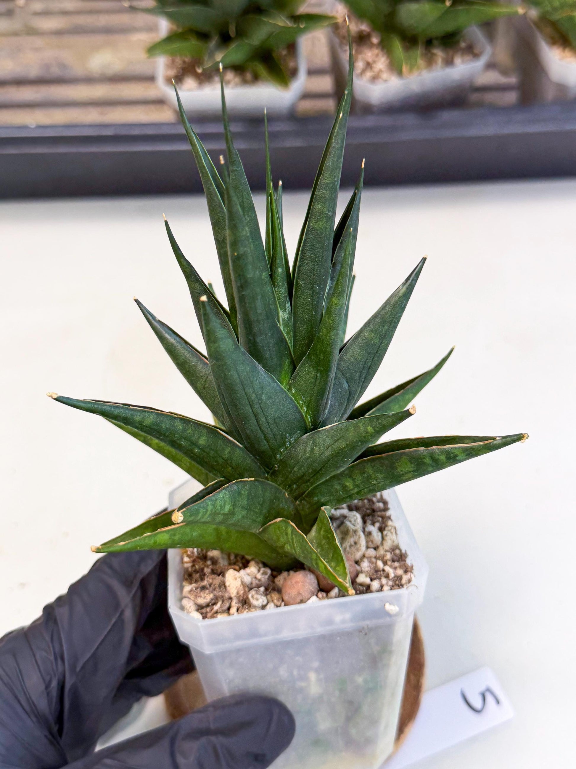 Sansevieria Boo (Ca1) (5) | Imported Plant