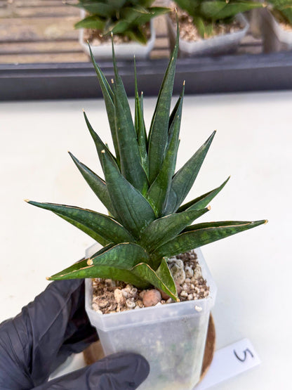 Sansevieria Boo (Ca1) (5) | Imported Plant